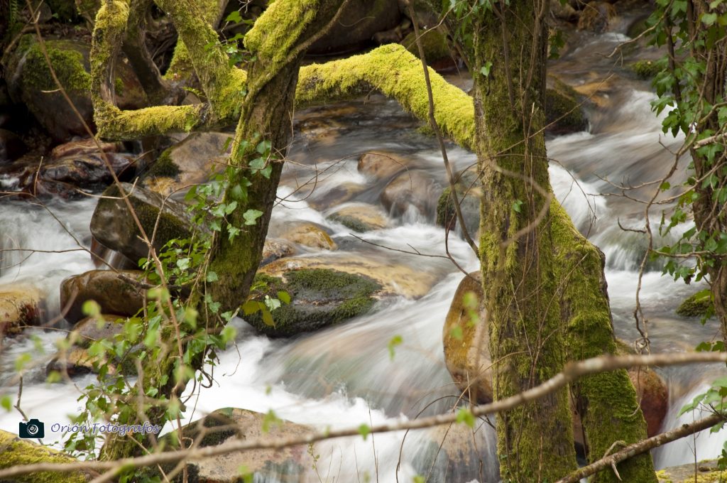 Río alba, Parque Natural de Redes