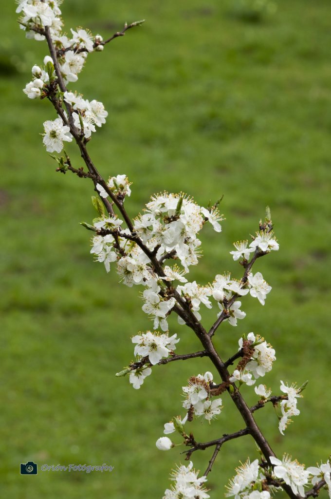 Árbol en Flor
