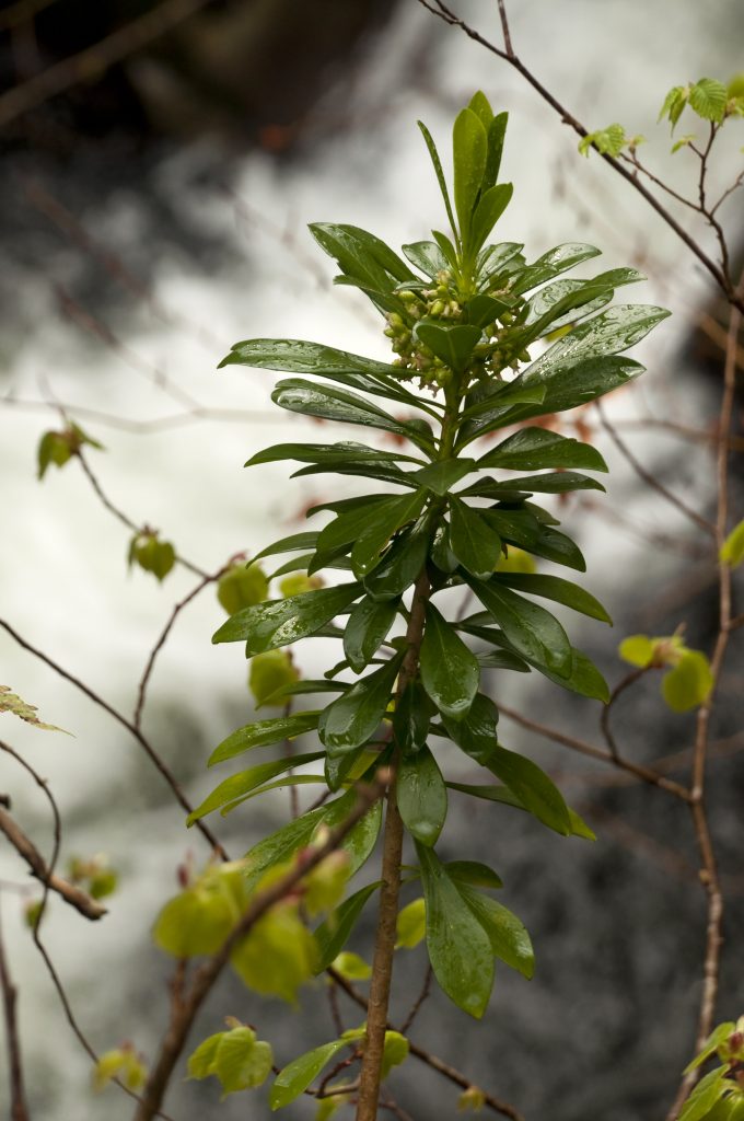 Foto de planta