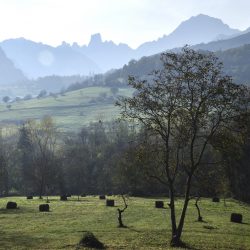 Naranjo de Bulnes desde Careña