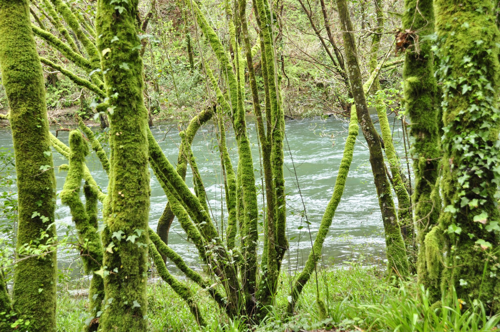 Vegetación exhuberante junto al río Eume