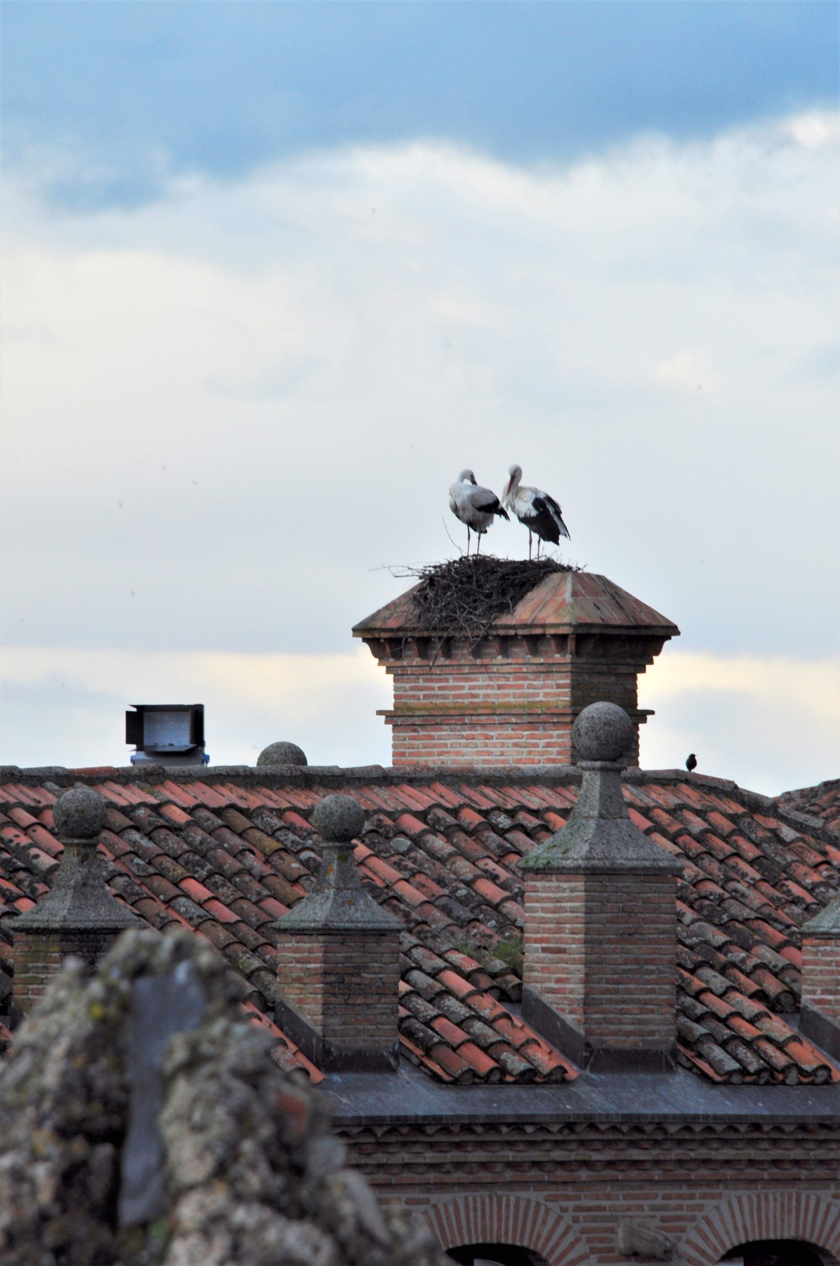 Nido de cigüeñas sobre torre de Cáceres